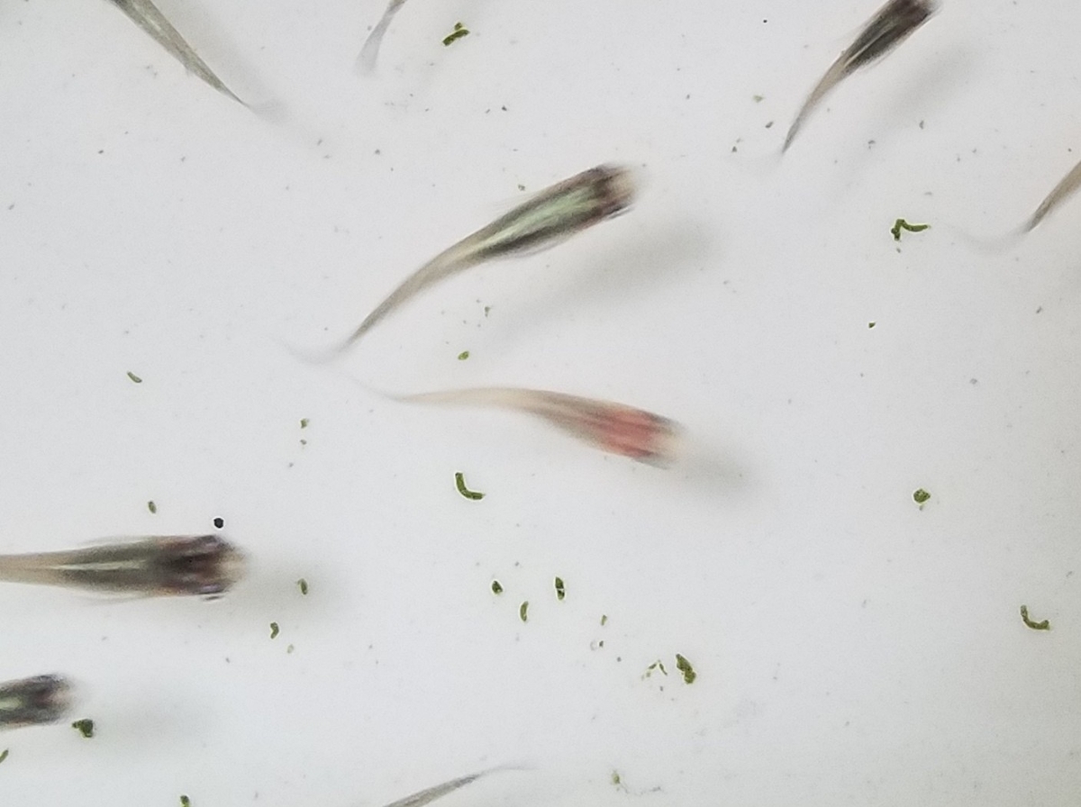 f:id:e-medaka-3846:20200710175900j:plain f:id:e-medaka-3846:20200710175900j:plain