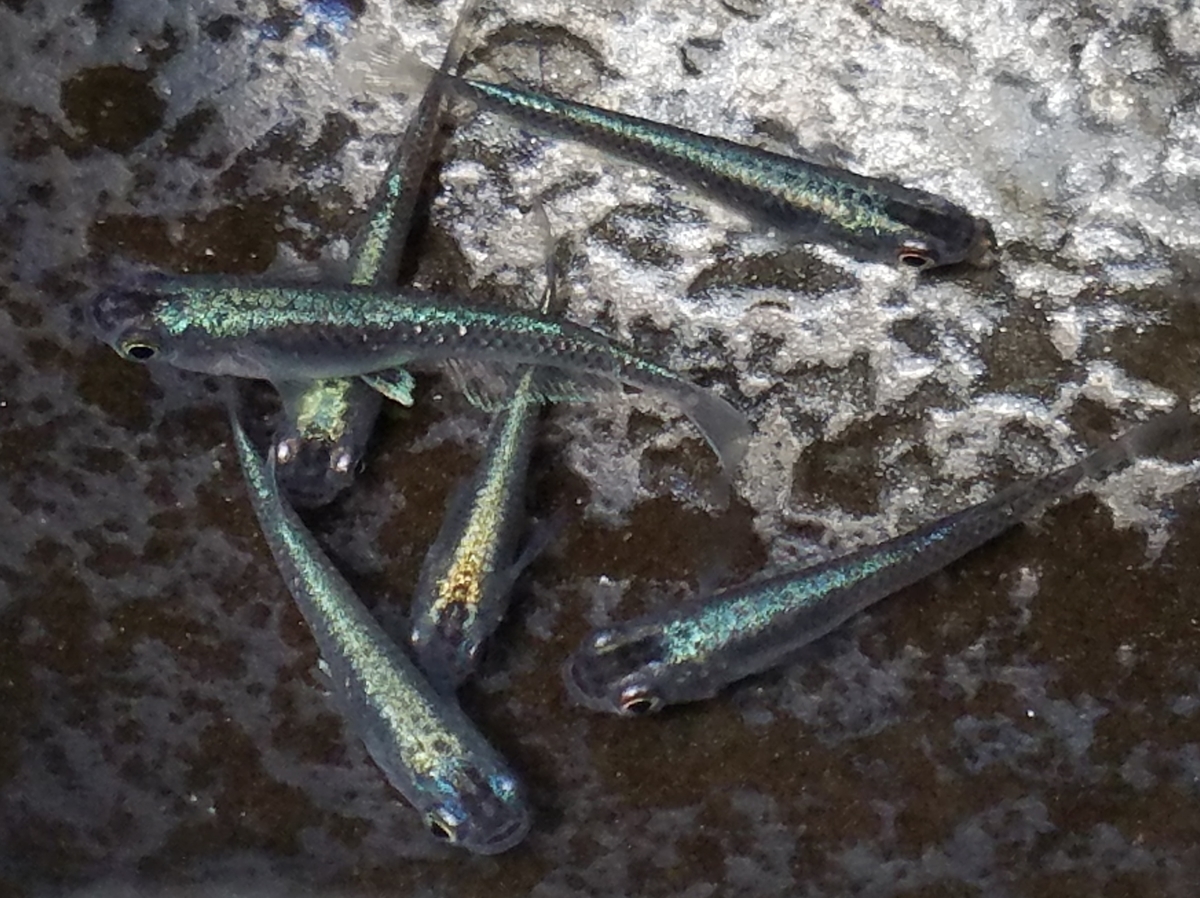 f:id:e-medaka-3846:20200710175934j:plain f:id:e-medaka-3846:20200710175934j:plain