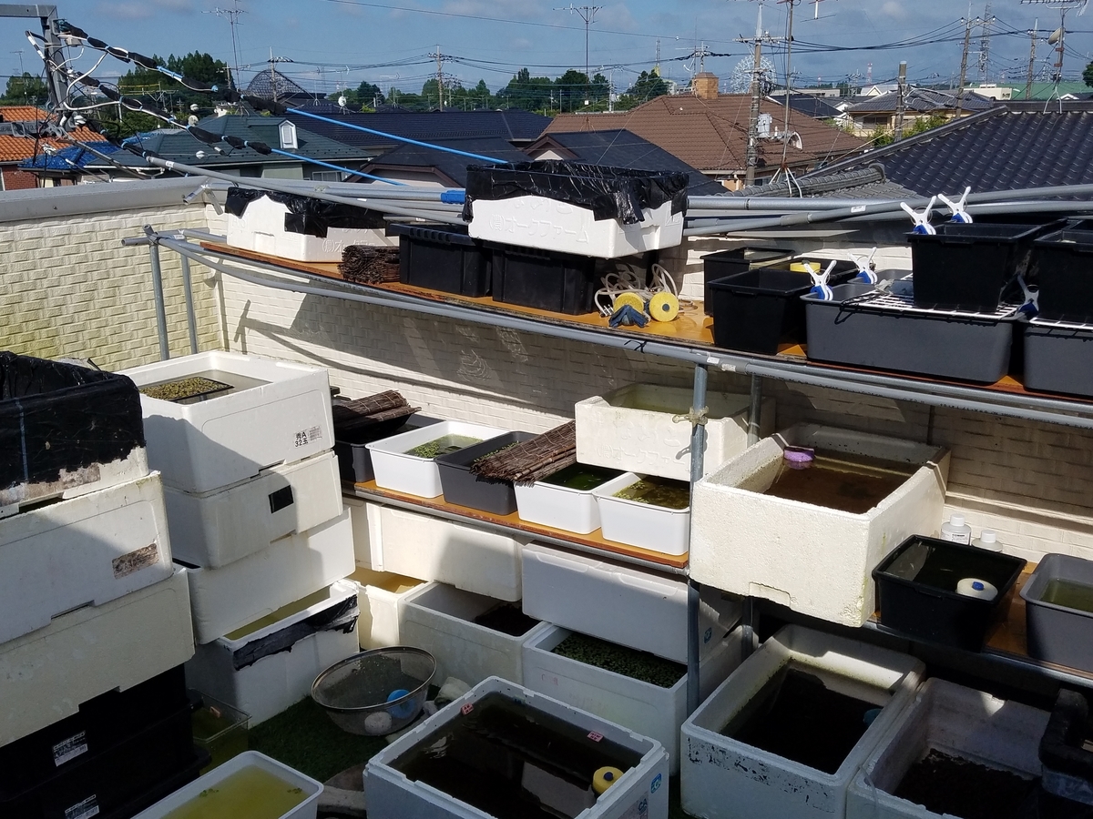 f:id:e-medaka-3846:20200801075023j:plain f:id:e-medaka-3846:20200801075023j:plain