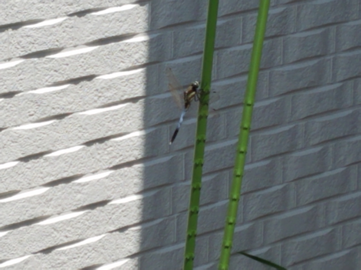 f:id:e-medaka-3846:20200802071548j:plain