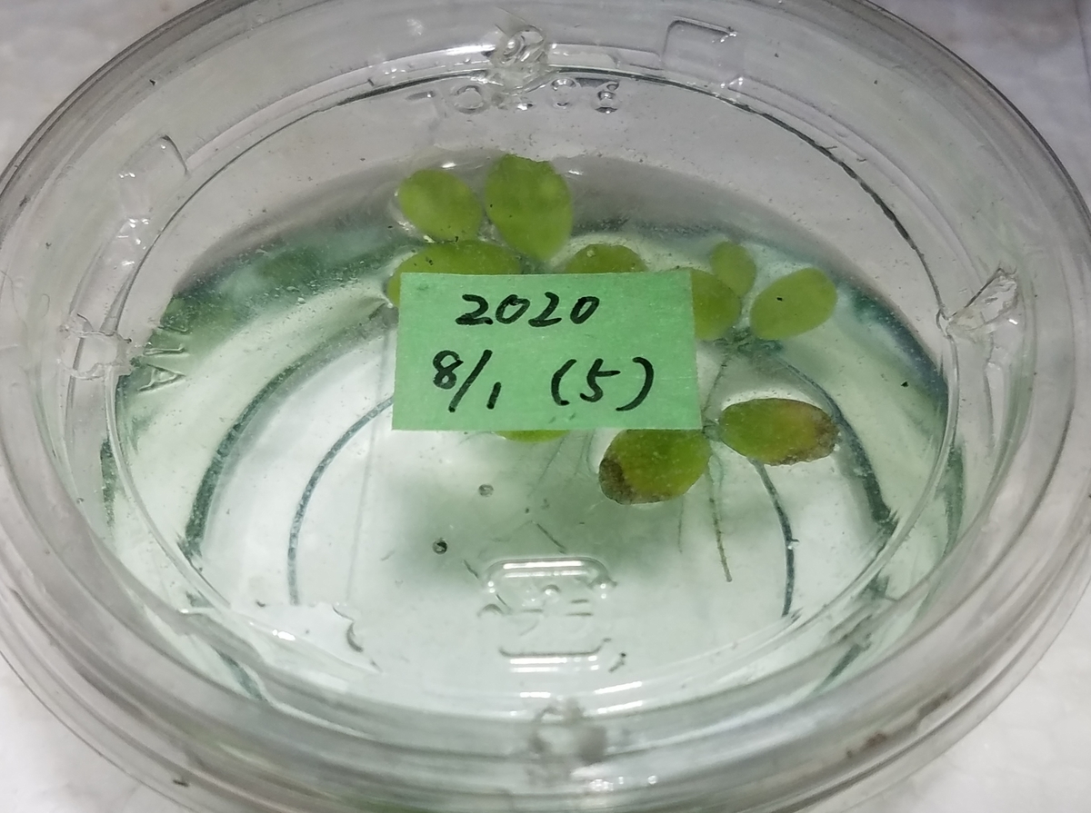 f:id:e-medaka-3846:20200807184704j:plain