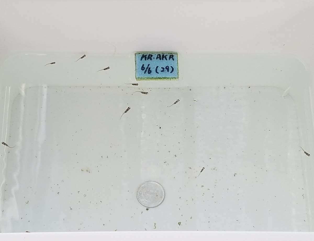 f:id:e-medaka-3846:20200809080558j:plain