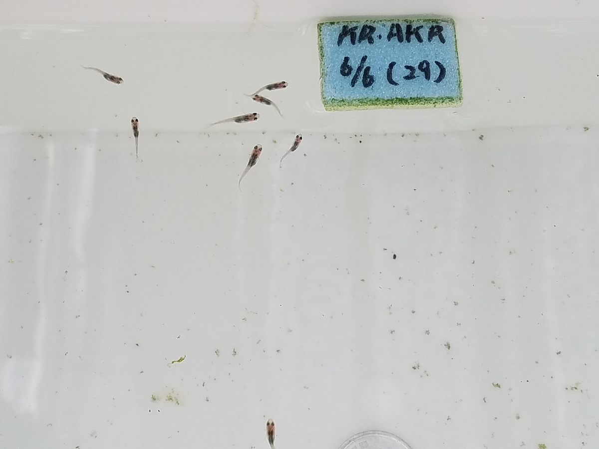 f:id:e-medaka-3846:20200809080615j:plain