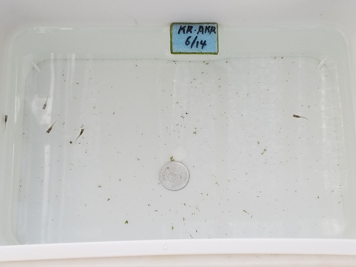 f:id:e-medaka-3846:20200809080639j:plain