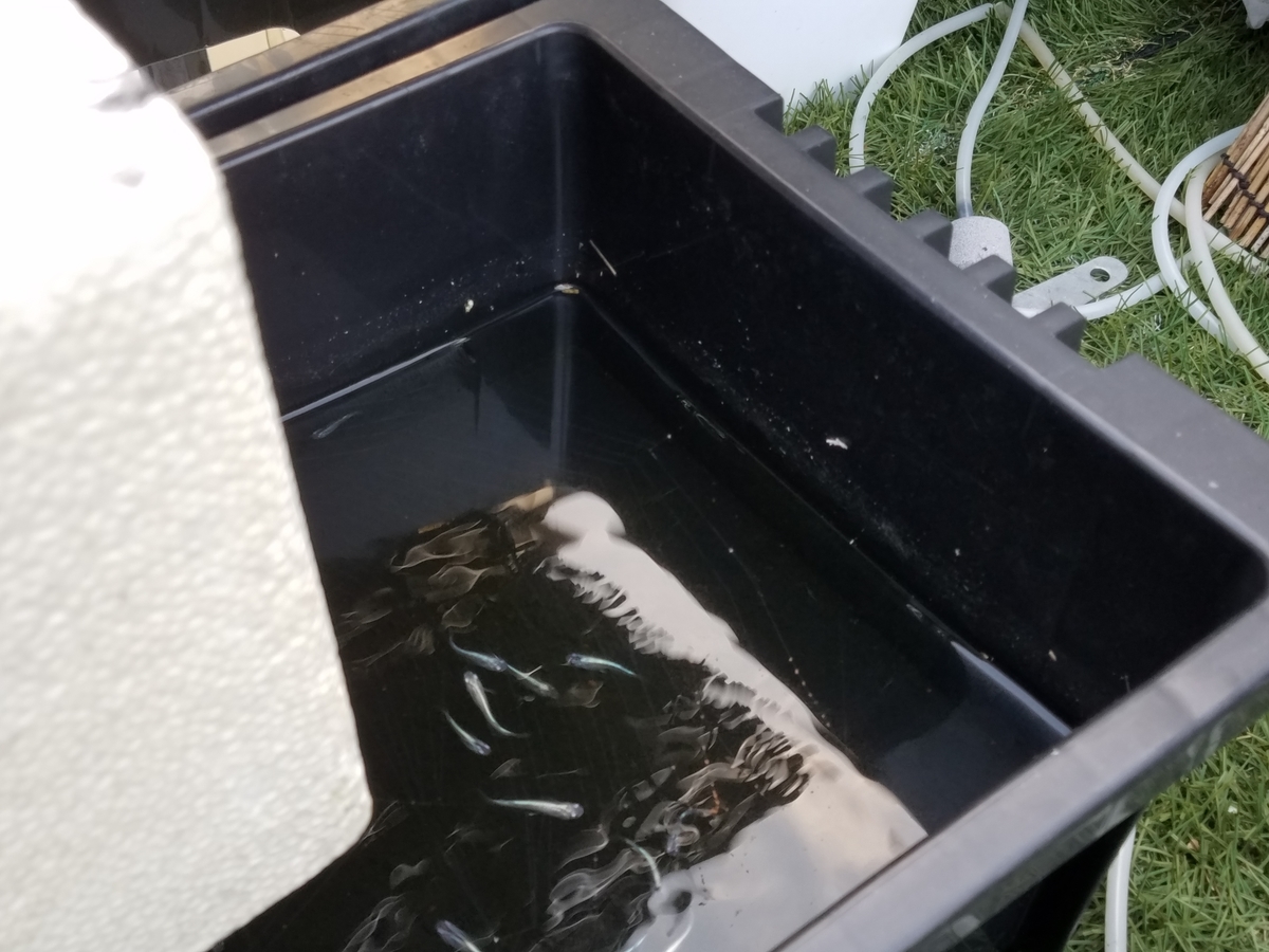 f:id:e-medaka-3846:20200812075252j:plain f:id:e-medaka-3846:20200812075252j:plain