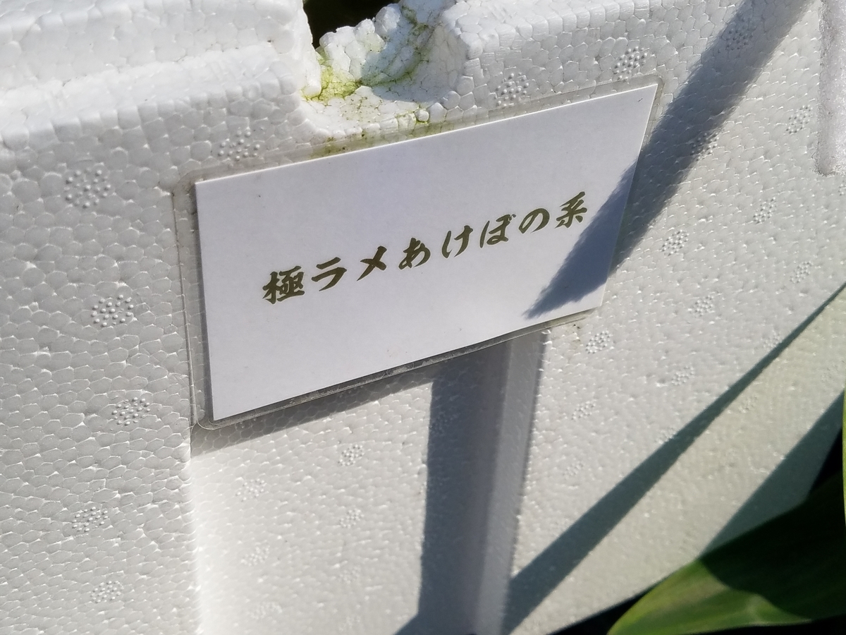 f:id:e-medaka-3846:20200816120355j:plain f:id:e-medaka-3846:20200816120355j:plain