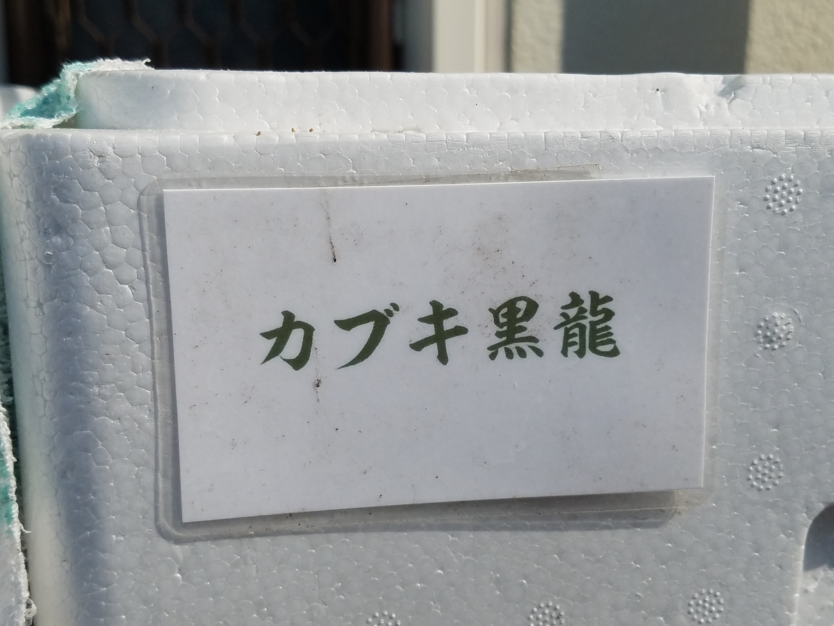 f:id:e-medaka-3846:20200816120621j:plain f:id:e-medaka-3846:20200816120621j:plain