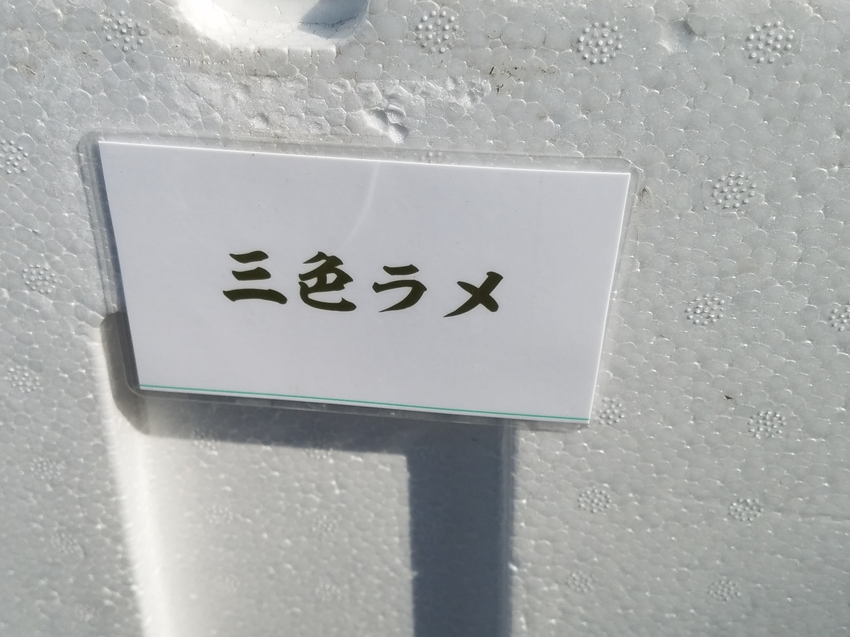 f:id:e-medaka-3846:20200816120702j:plain f:id:e-medaka-3846:20200816120702j:plain