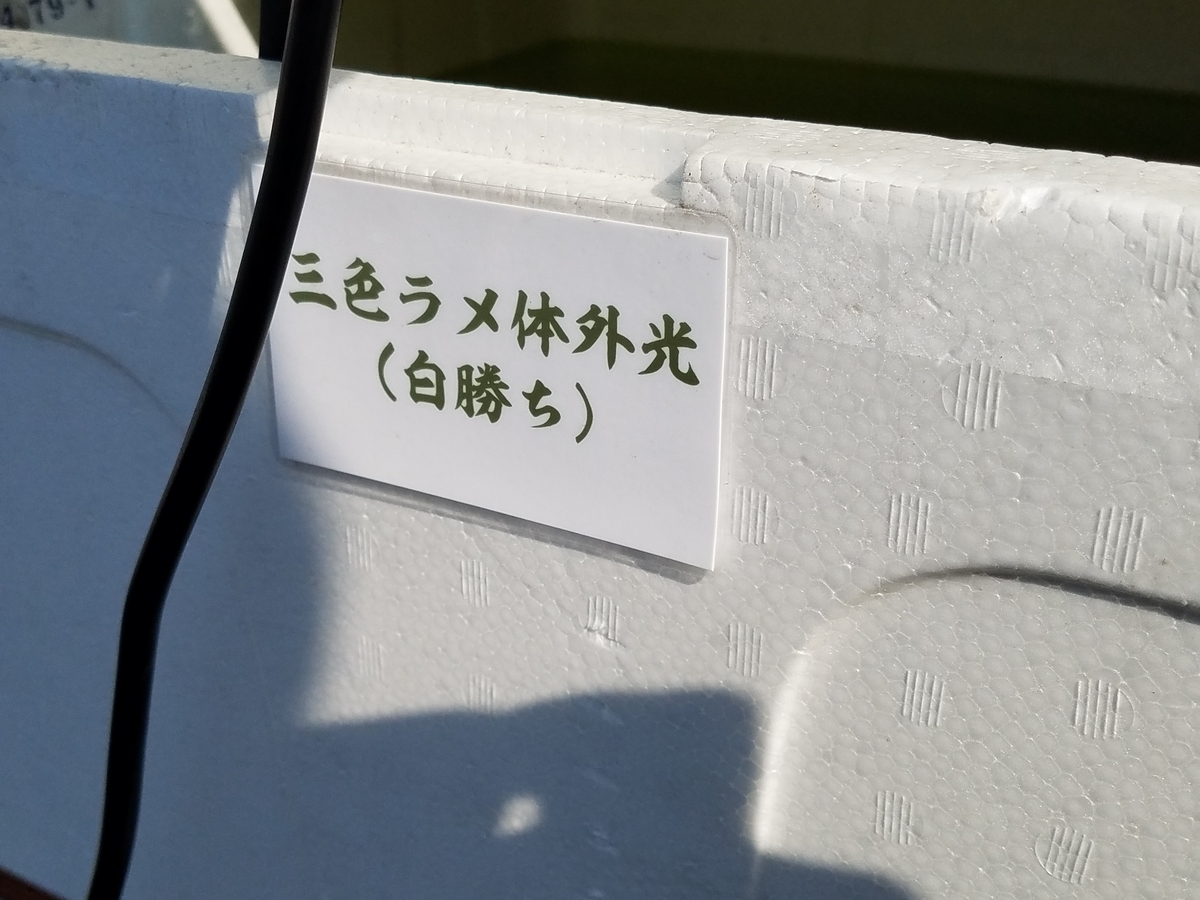 f:id:e-medaka-3846:20200816120903j:plain f:id:e-medaka-3846:20200816120903j:plain