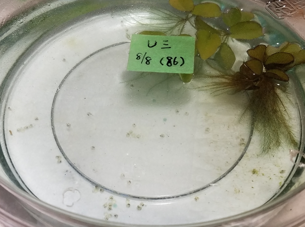 f:id:e-medaka-3846:20200819193253j:plain