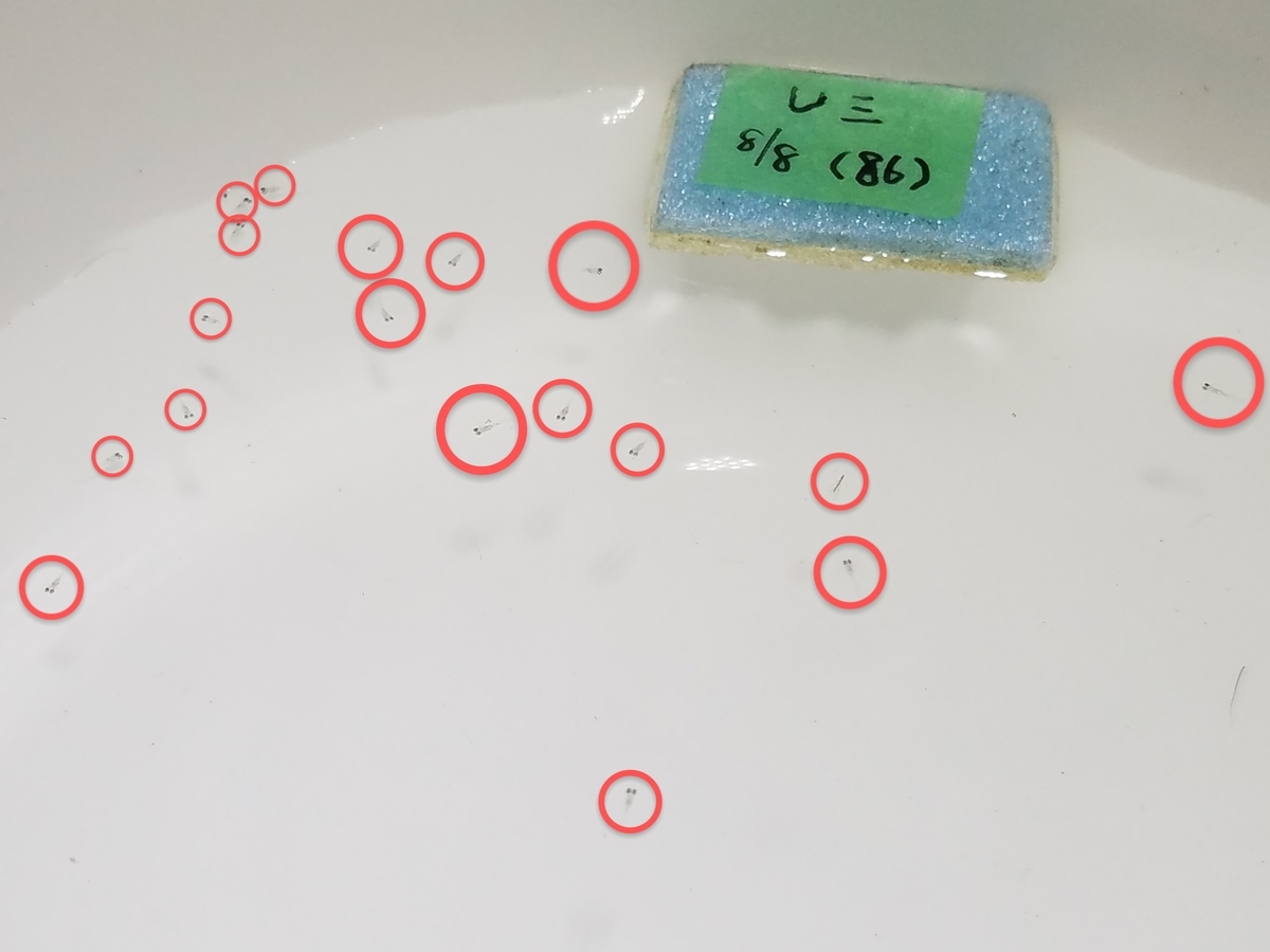 f:id:e-medaka-3846:20200819193318j:plain