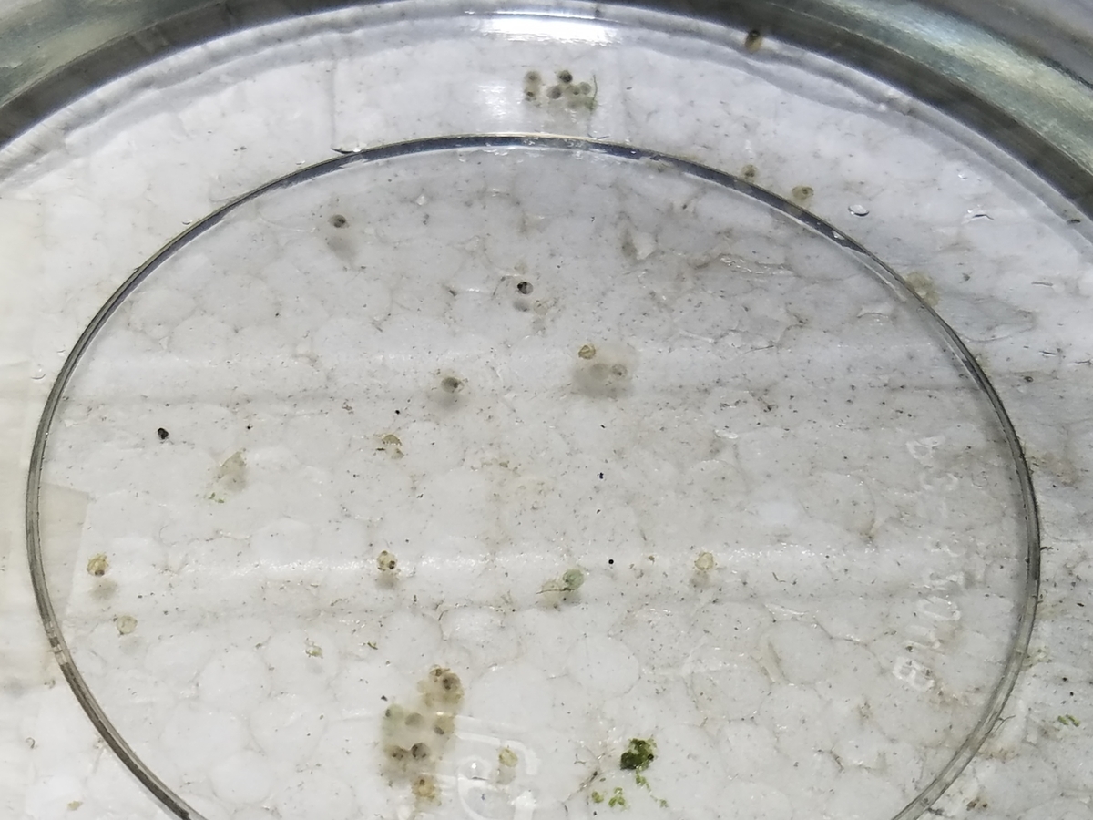 f:id:e-medaka-3846:20200819193336j:plain