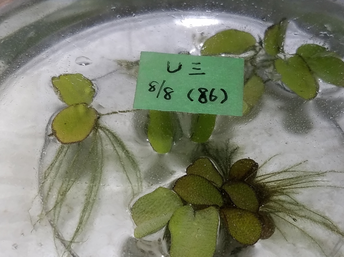 f:id:e-medaka-3846:20200819193353j:plain