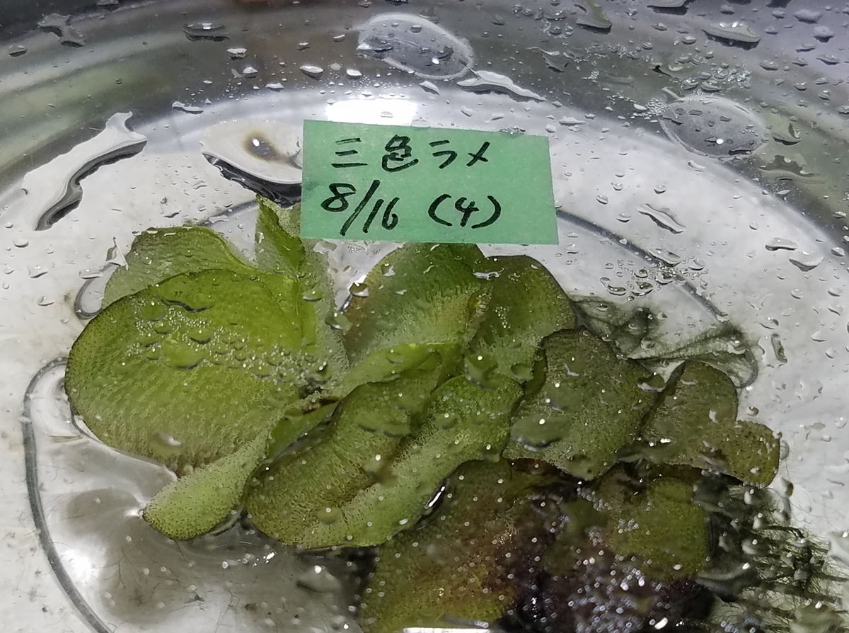 f:id:e-medaka-3846:20200824083343j:plain