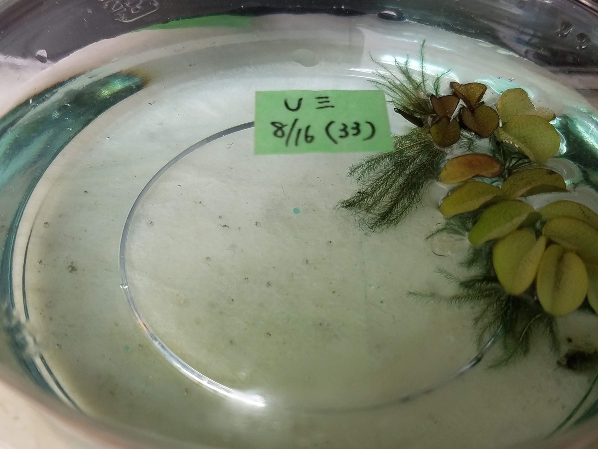 f:id:e-medaka-3846:20200826083921j:plain