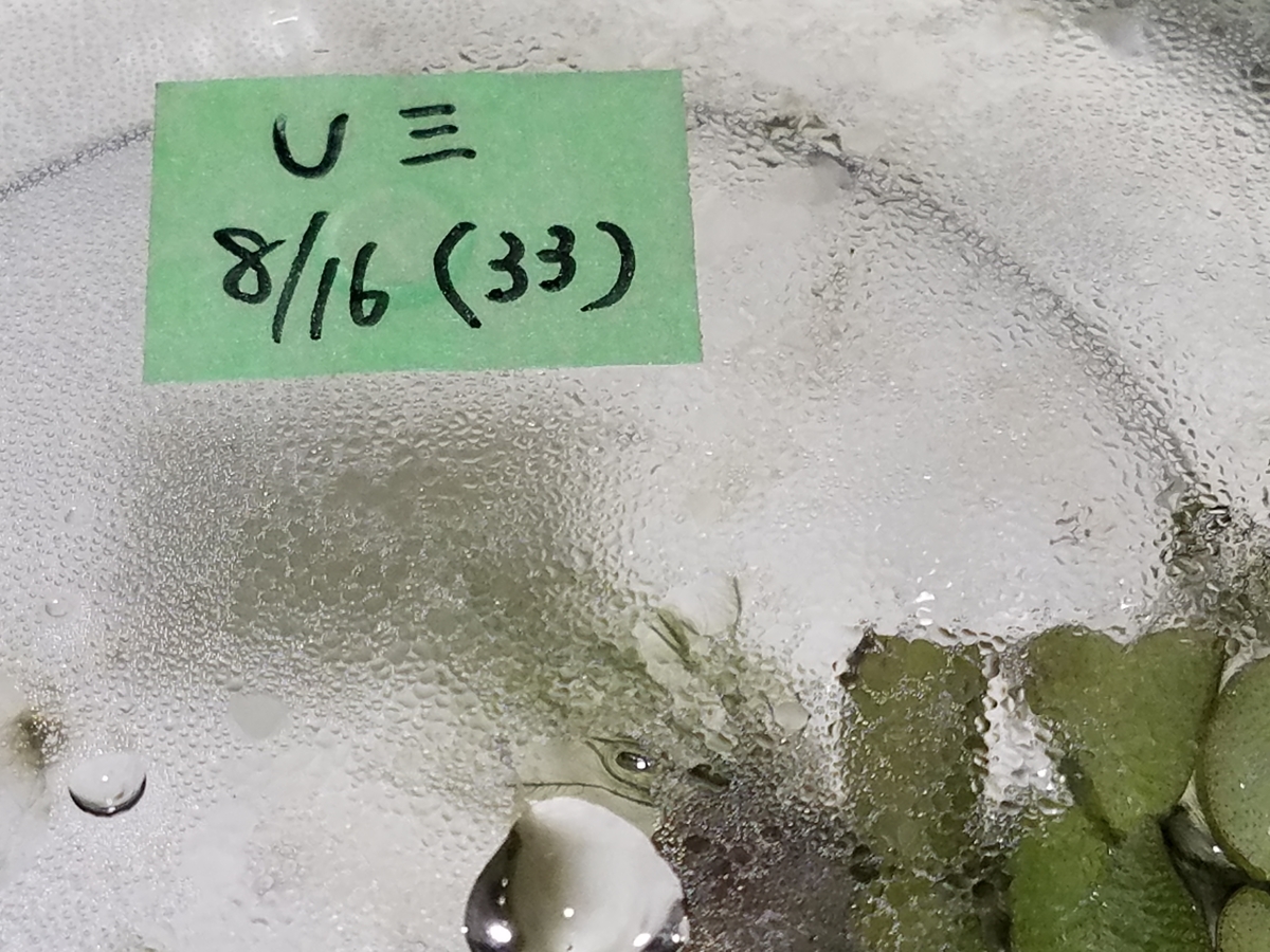 f:id:e-medaka-3846:20200826083954j:plain