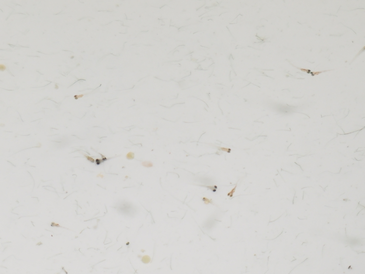 f:id:e-medaka-3846:20200826084015j:plain