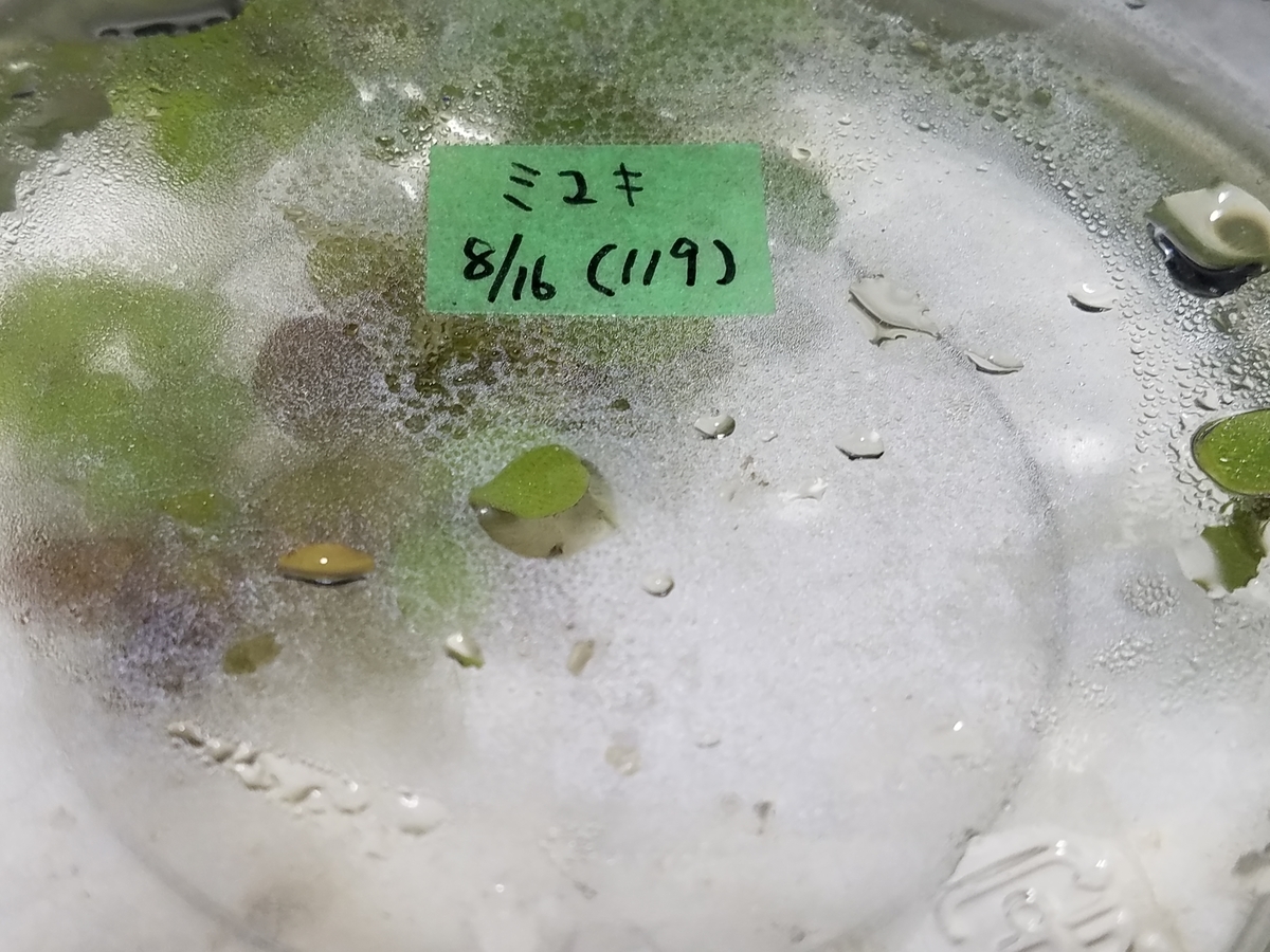 f:id:e-medaka-3846:20200826171506j:plain