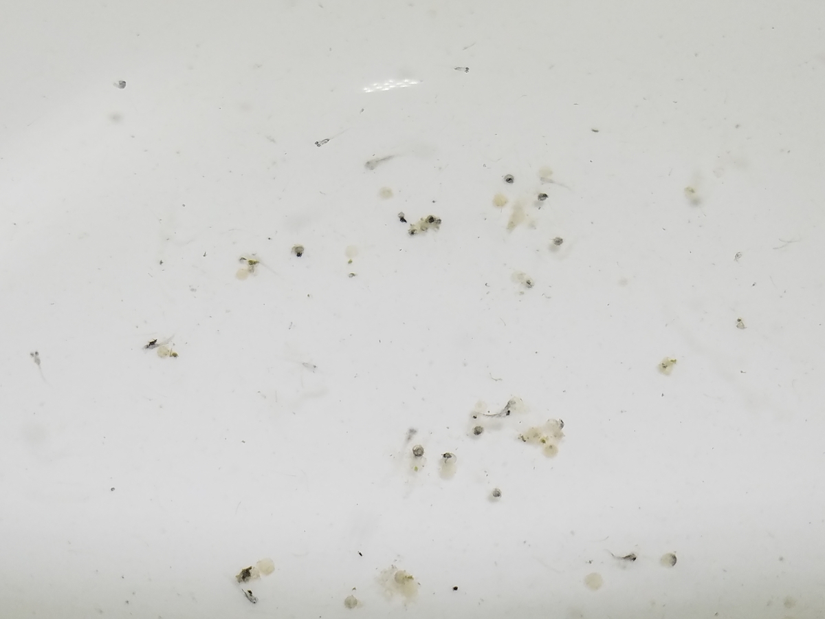 f:id:e-medaka-3846:20200826171528j:plain