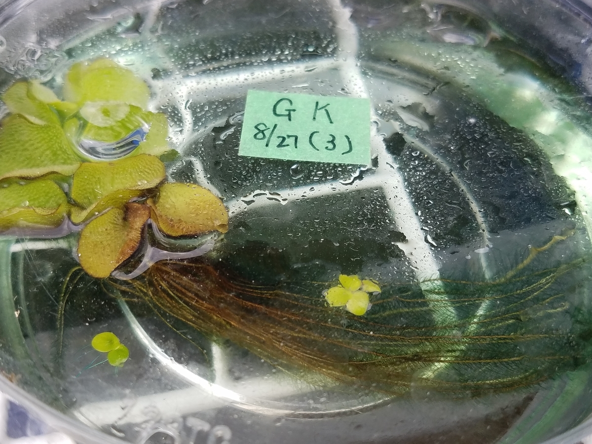 f:id:e-medaka-3846:20200911184042j:plain f:id:e-medaka-3846:20200911184042j:plain