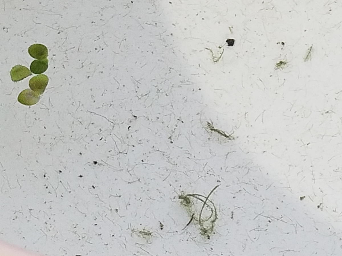 f:id:e-medaka-3846:20200911184440j:plain f:id:e-medaka-3846:20200911184440j:plain