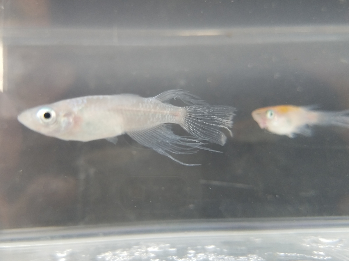f:id:e-medaka-3846:20200919083903j:plain