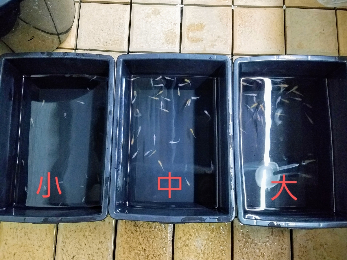 f:id:e-medaka-3846:20201006080429j:plain f:id:e-medaka-3846:20201006080429j:plain
