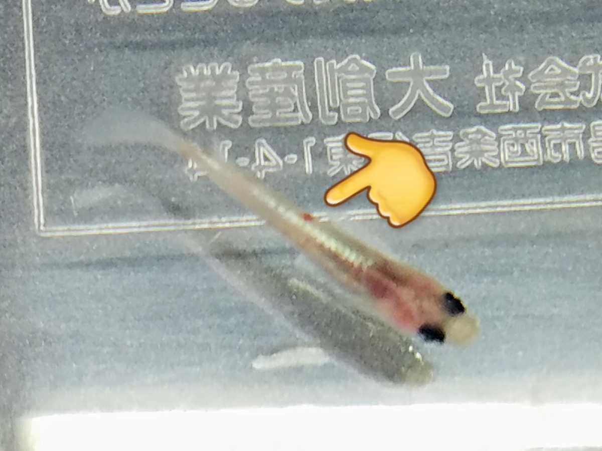 f:id:e-medaka-3846:20201007082545j:plain f:id:e-medaka-3846:20201007082545j:plain