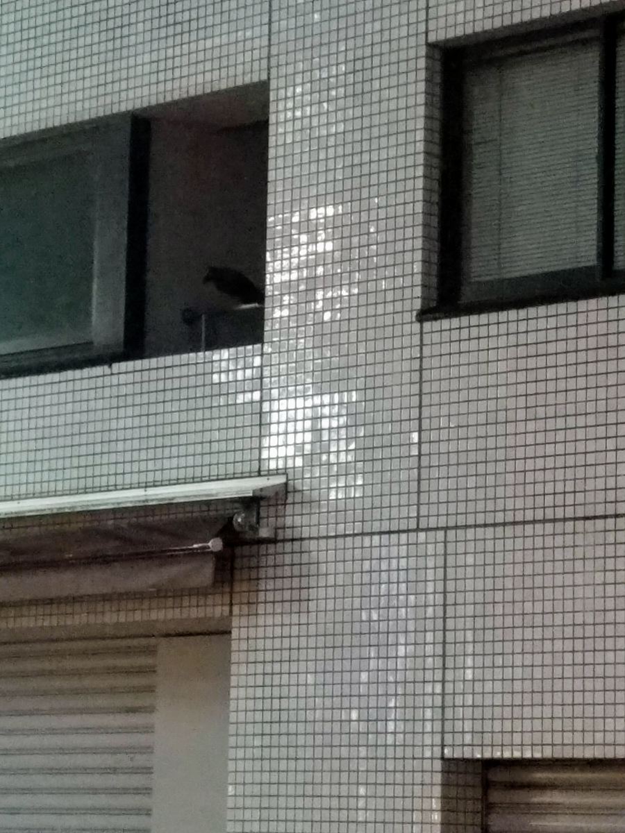 f:id:e-medaka-3846:20201012183404j:plain