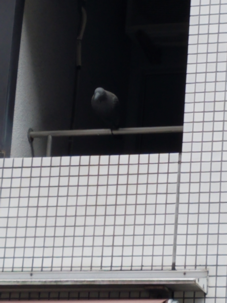 f:id:e-medaka-3846:20201012183704j:plain