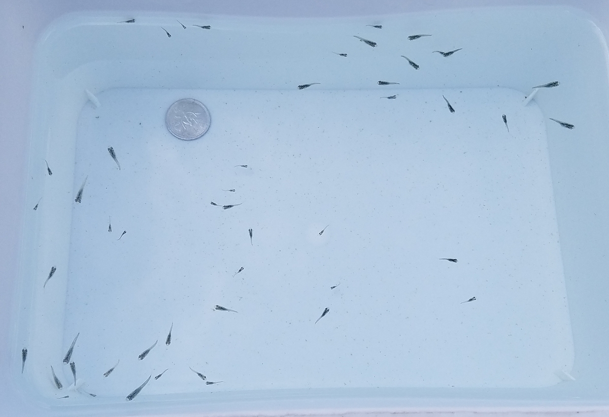 f:id:e-medaka-3846:20201027083254j:plain