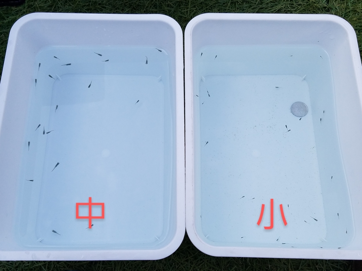 f:id:e-medaka-3846:20201027083309j:plain