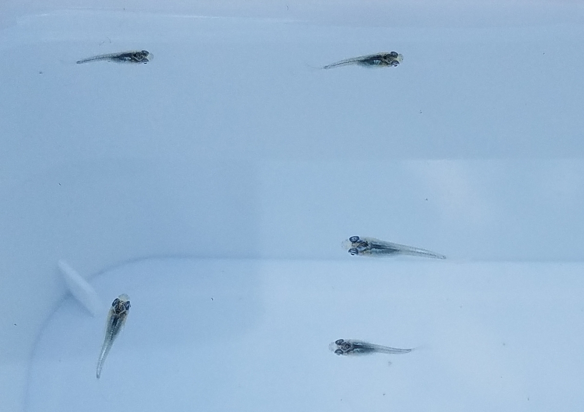 f:id:e-medaka-3846:20201027083329j:plain