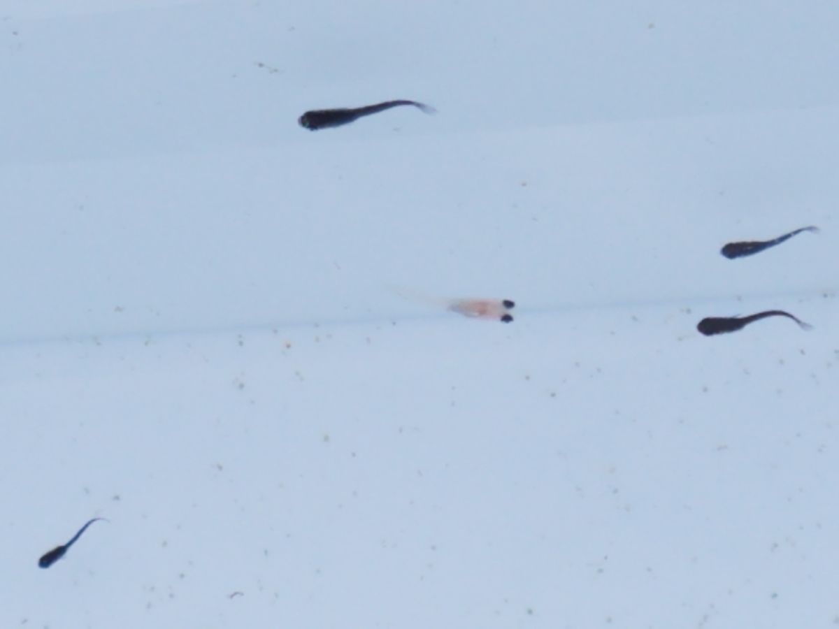 f:id:e-medaka-3846:20201030103528j:plain