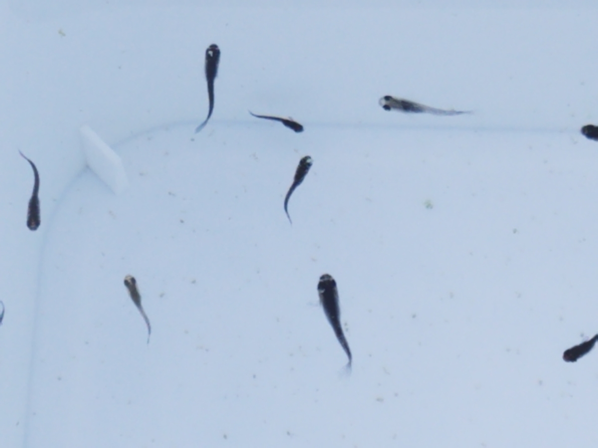 f:id:e-medaka-3846:20201030103621j:plain