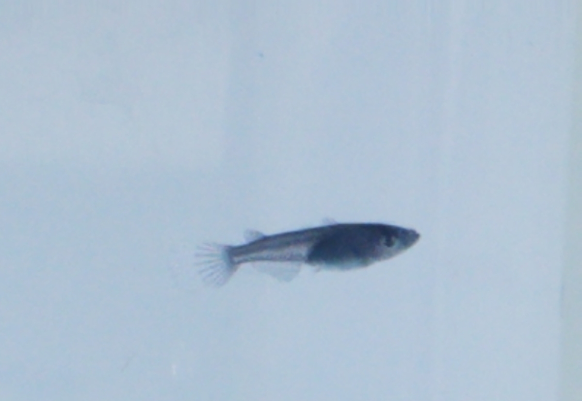 f:id:e-medaka-3846:20201030103715j:plain