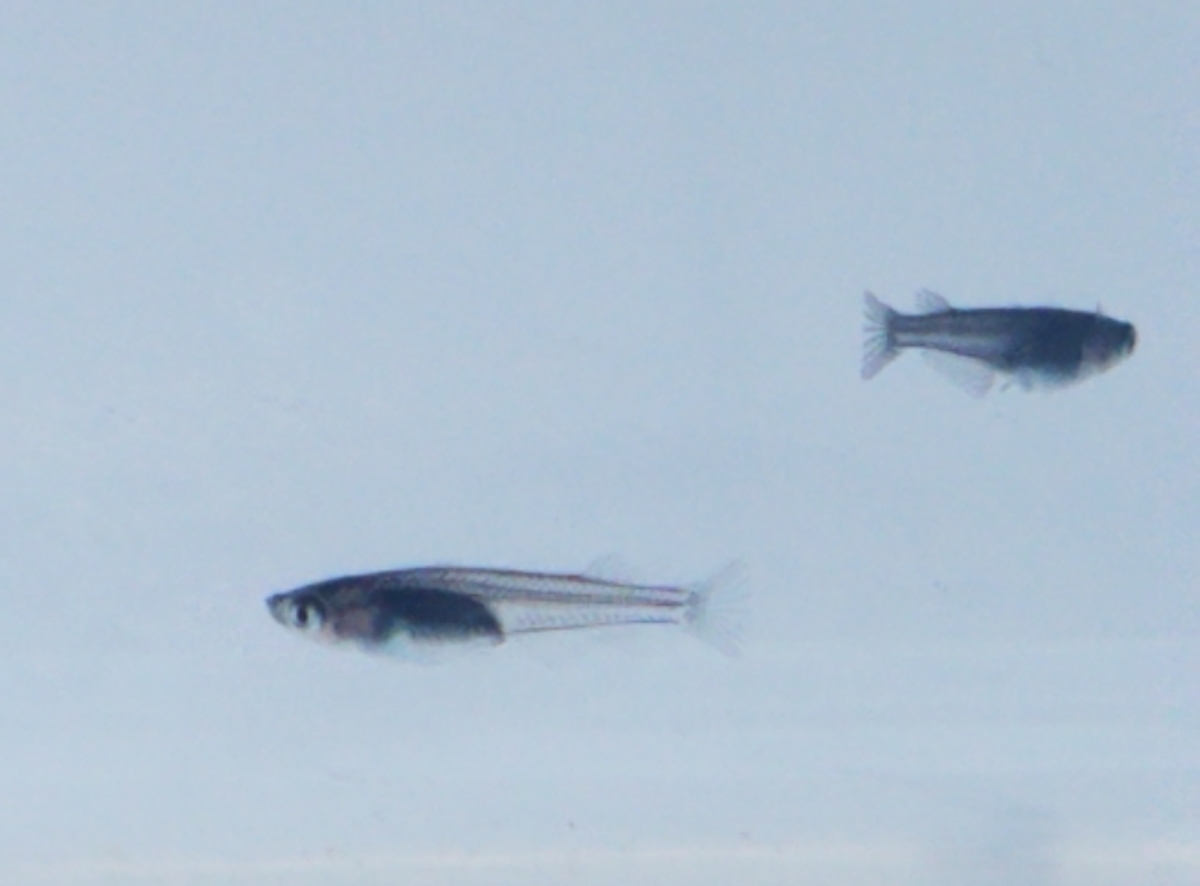 f:id:e-medaka-3846:20201030103753j:plain