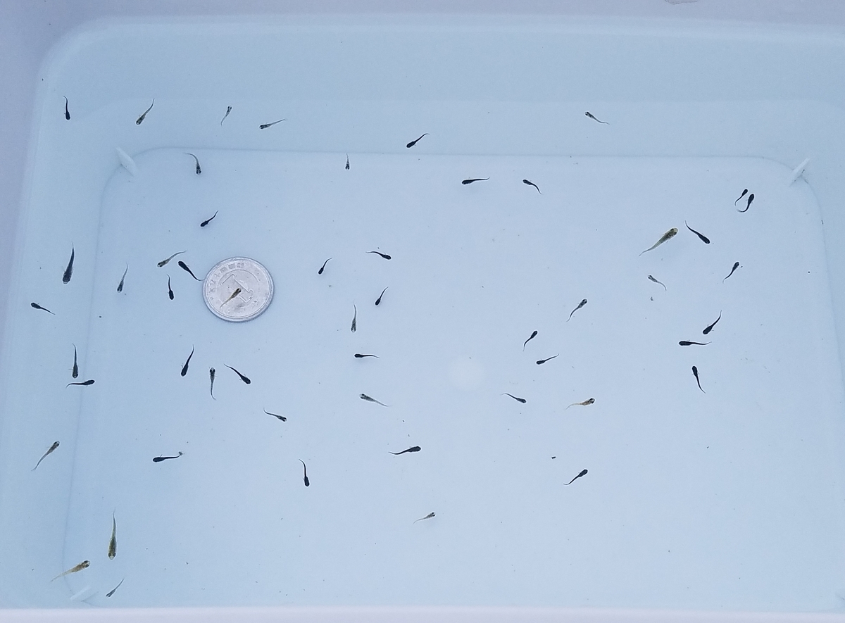 f:id:e-medaka-3846:20201109064433j:plain