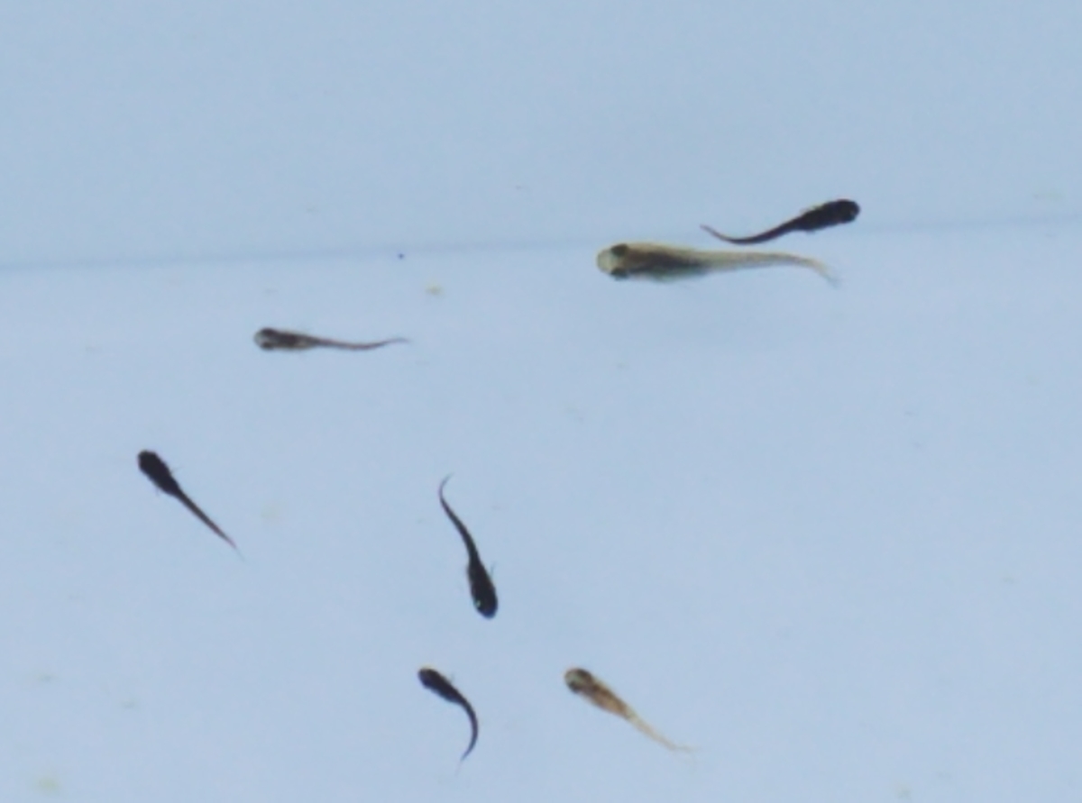 f:id:e-medaka-3846:20201109064450j:plain