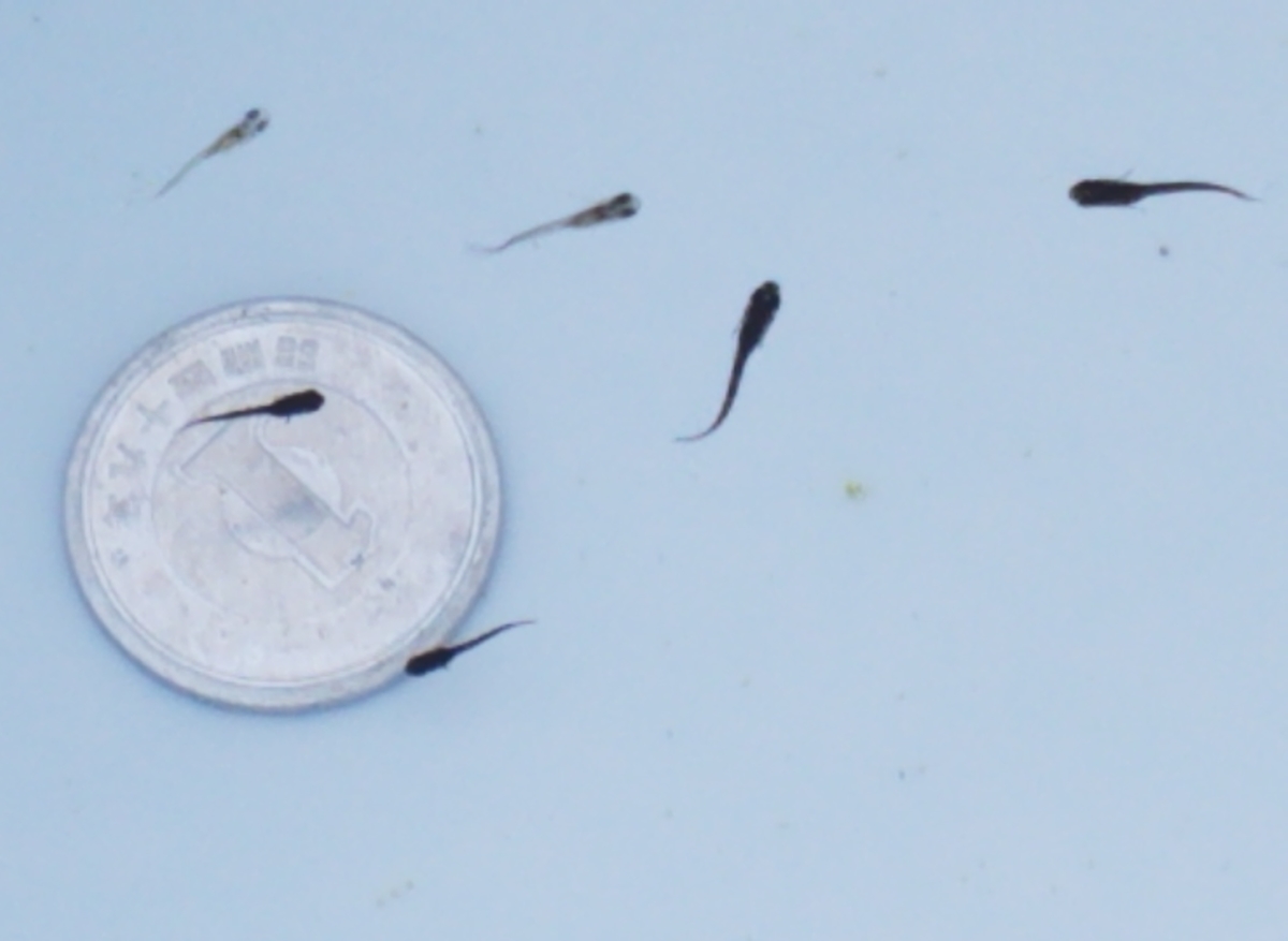 f:id:e-medaka-3846:20201109064509j:plain