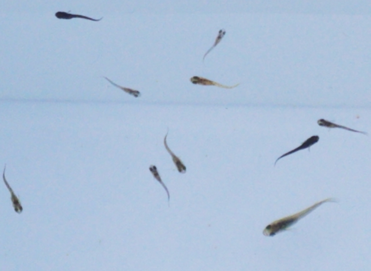 f:id:e-medaka-3846:20201109064529j:plain