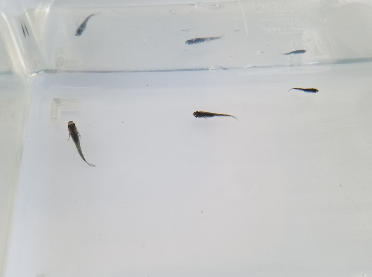 f:id:e-medaka-3846:20201109064550j:plain