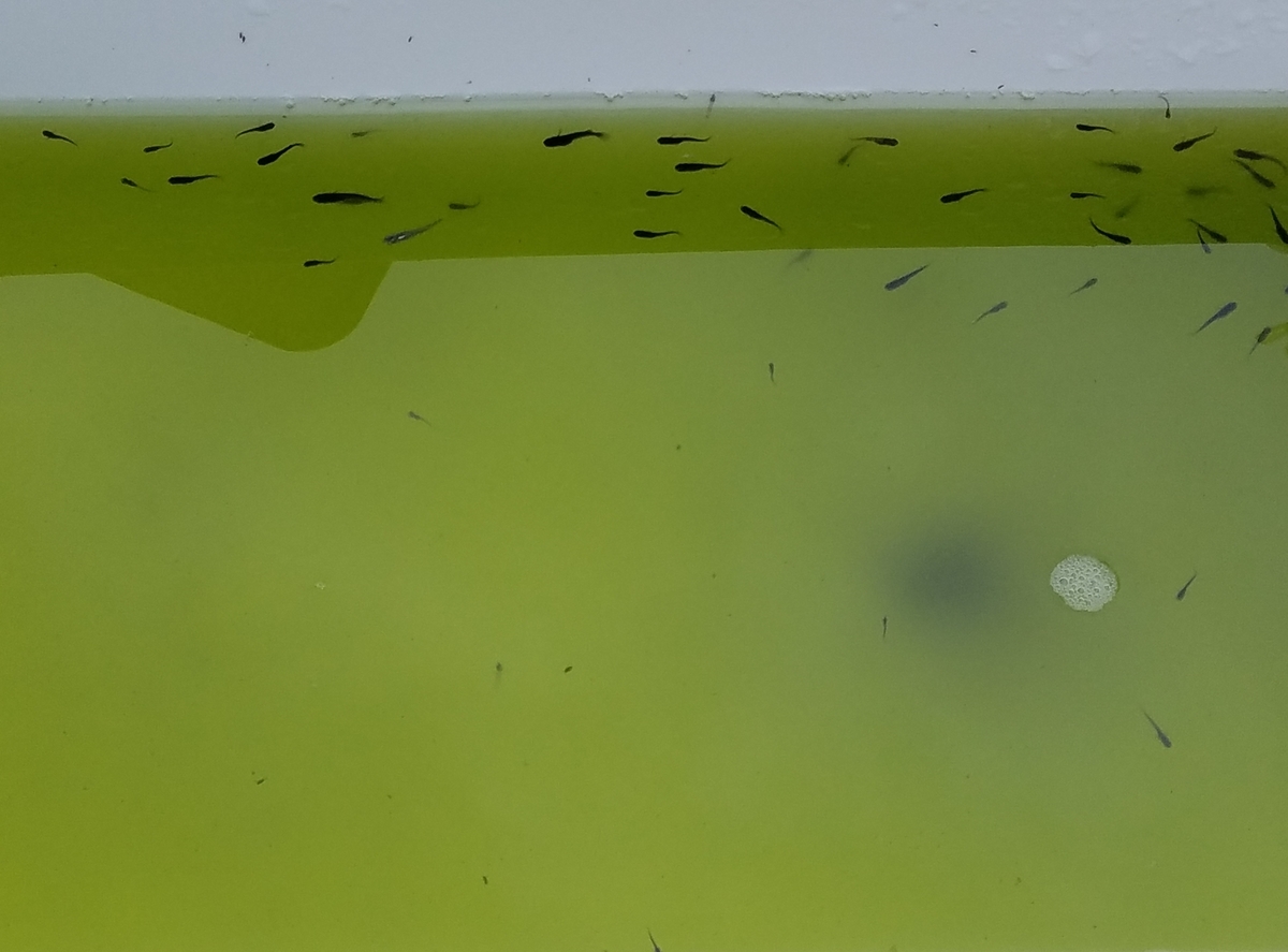 f:id:e-medaka-3846:20201109080327j:plain