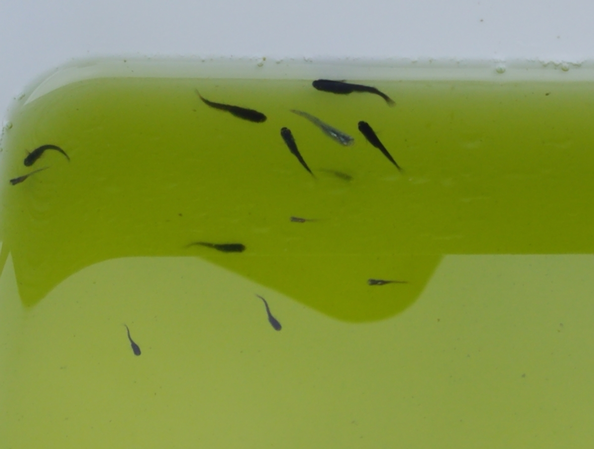 f:id:e-medaka-3846:20201109080347j:plain