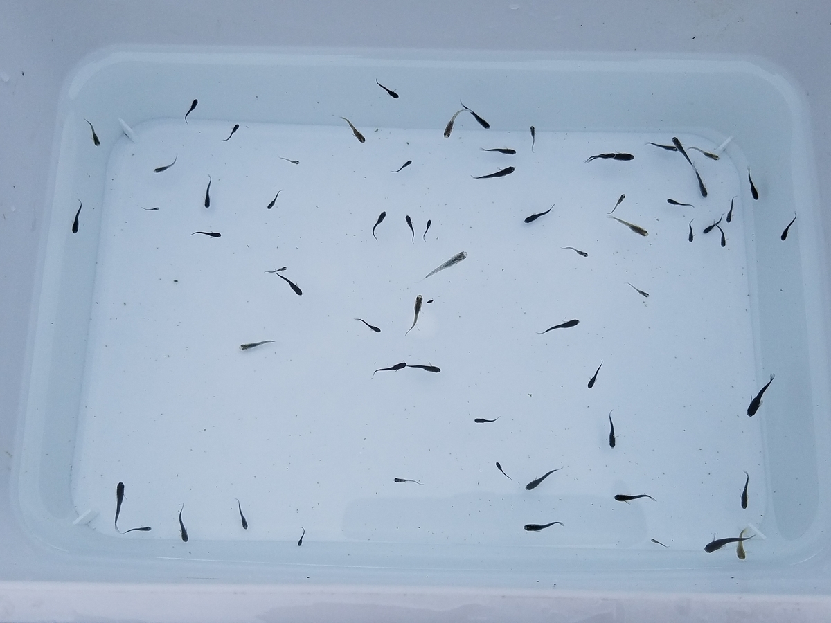 f:id:e-medaka-3846:20201109080409j:plain