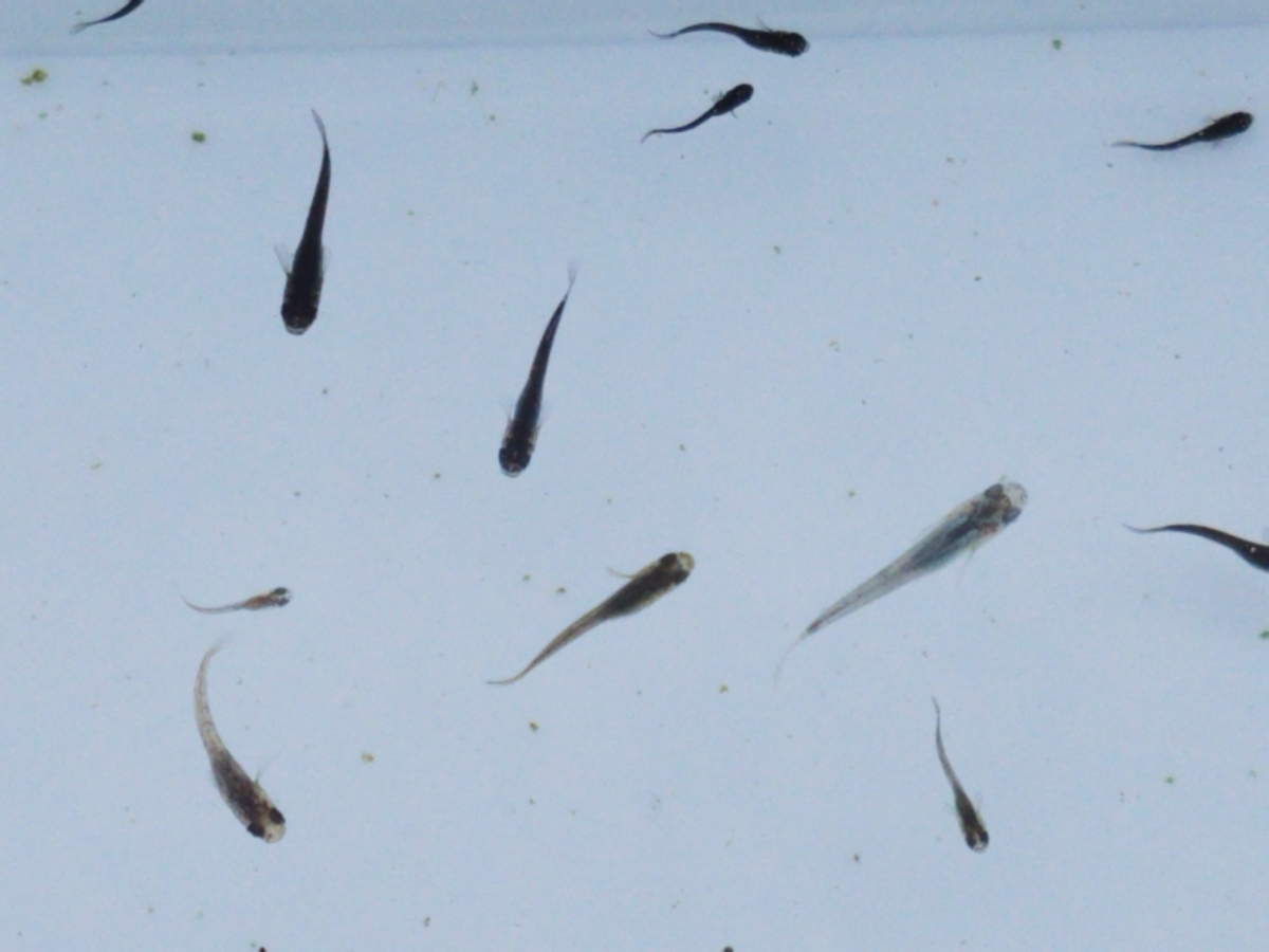 f:id:e-medaka-3846:20201109080430j:plain