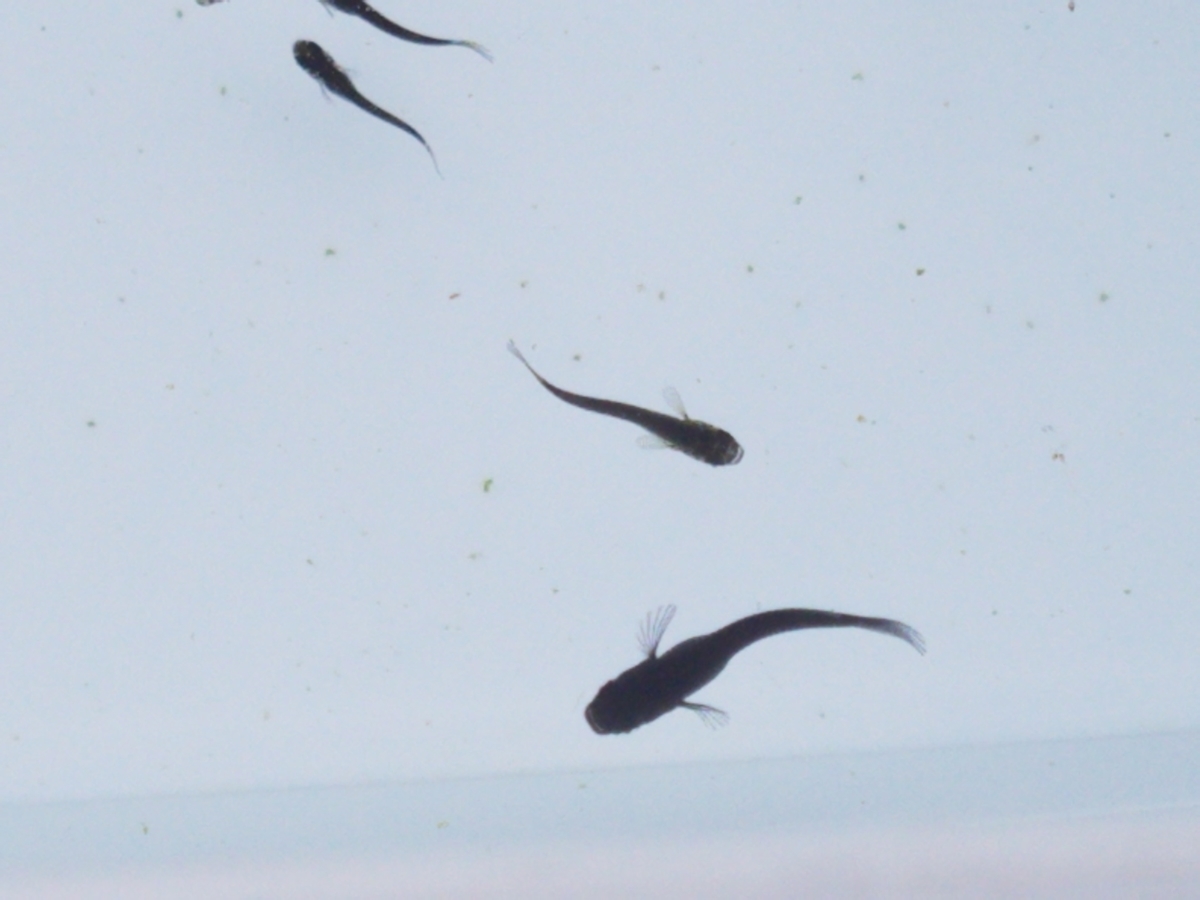 f:id:e-medaka-3846:20201109080448j:plain