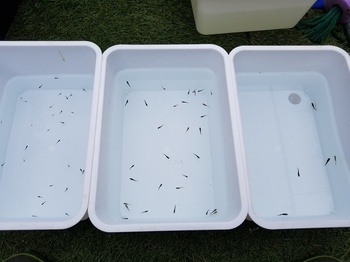 f:id:e-medaka-3846:20201109080507j:plain