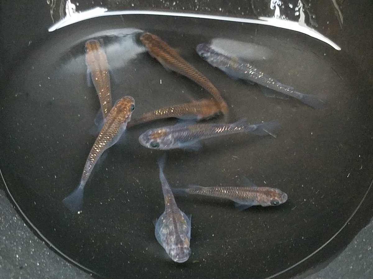 f:id:e-medaka-3846:20201126090526j:plain