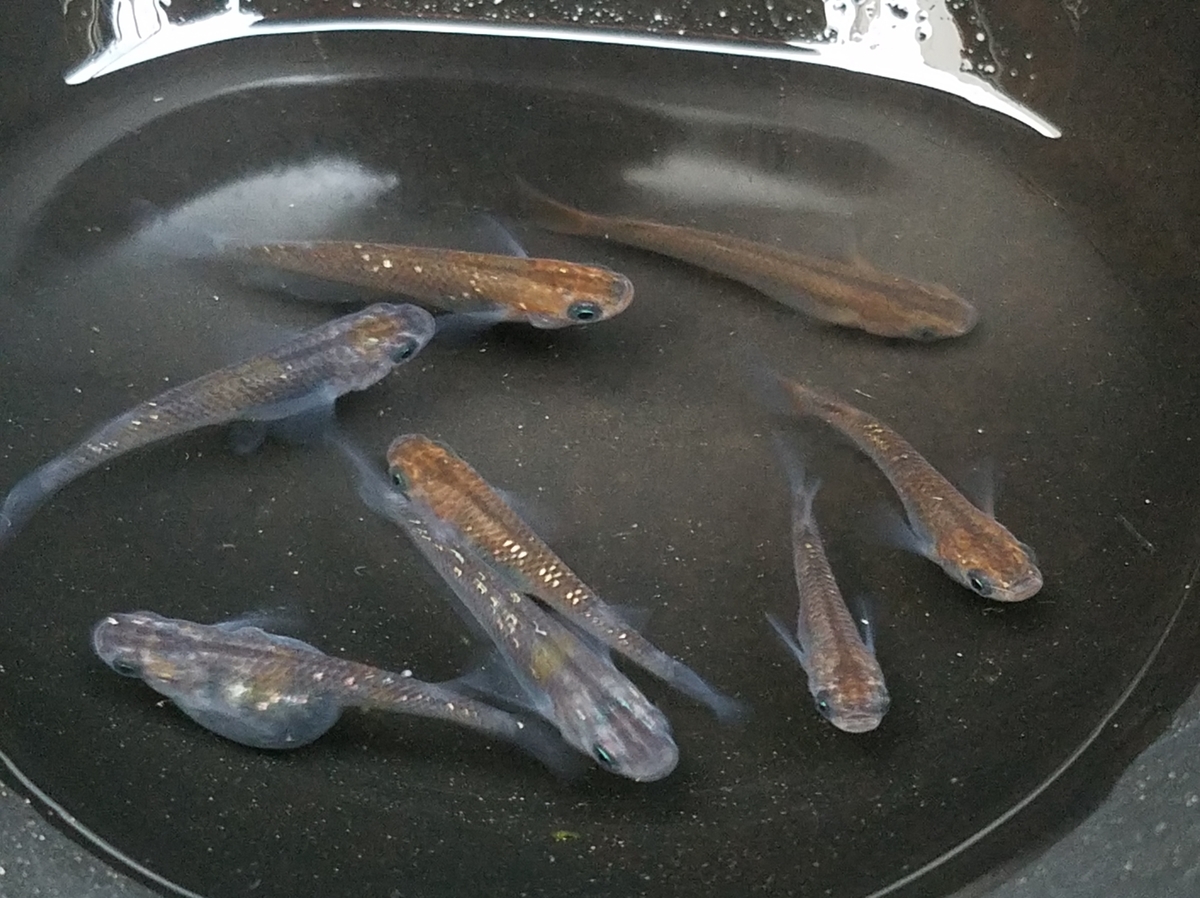 f:id:e-medaka-3846:20201126090554j:plain